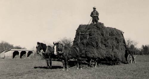 photo of the draft horses, Bill and Sorrell, pulling a wagon load of hay with Edwin Friederich Fiegenbaum on top