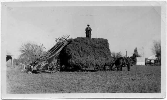 another photo of the draft horses, Bill and Sorrell, pulling a wagon load of hay with Edwin Friederich Fiegenbaum on top.  Attached to the back of the wagon is the hay loader