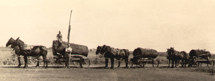 photo of horses and mules pulling wagons loaded with cottonwood logs to sawmill
